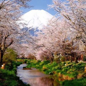 Vera Irawan profile icon