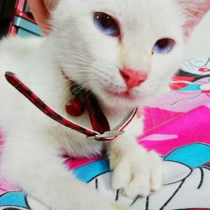 dygku bunga profile icon