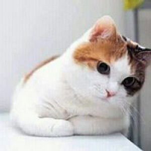 Matahari Ku profile icon