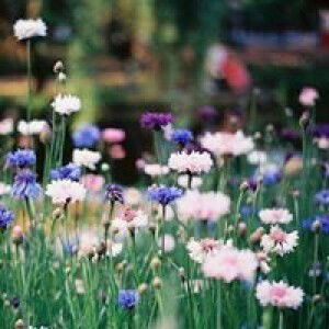 Cut Dewi Elsa Hans profile icon