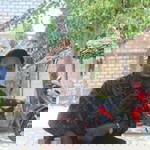 Ikha Putri Zuliana profile icon