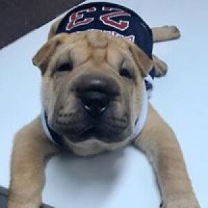 Muay Ratchadaporn profile icon