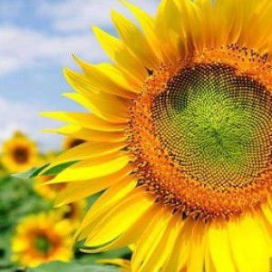 Nindie Sari profile icon