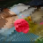 aqilla Wibisono profile icon