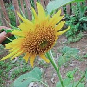 suriyati profile icon