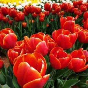 Rini Hindayani profile icon