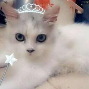 Fanny Alamsari profile icon