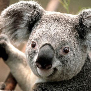 Melissa Roxanne profile icon