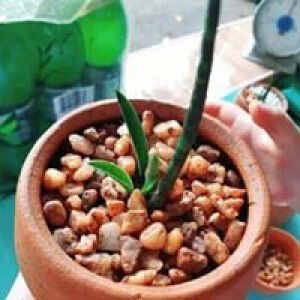 Neneng Paparon profile icon