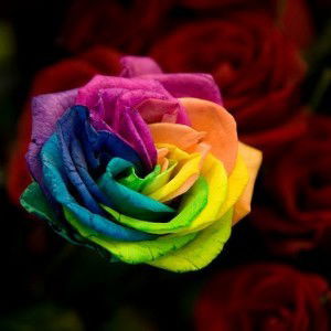 Nor Fadhilah Che Embi profile icon