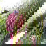 RENI RAVENDA profile icon