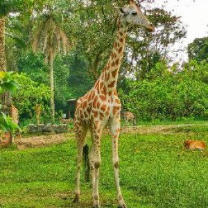 Tun Teja profile icon