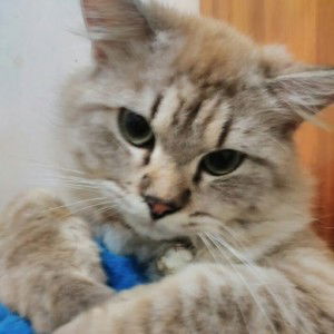 Fransciska profile icon