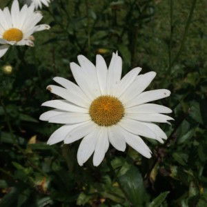 Bella Nur azizah profile icon