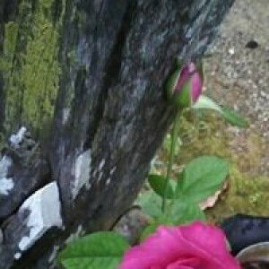 سلمى كريمة profile icon