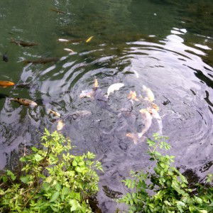 Yeni Wulandari profile icon