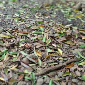 Adelia Khairani Chan profile icon