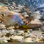 Sukalya Nualsri profile icon