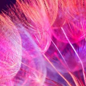 luz calonzo profile icon