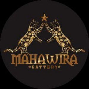 Mahawira Cattery profile icon