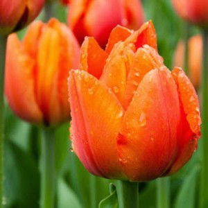 Aljalisneh Biou profile icon