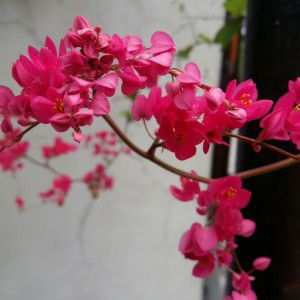 Nurfitry Ammelia profile icon