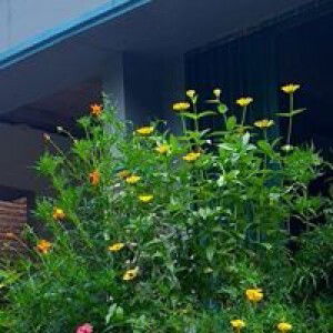 Giants Zulfiana profile icon