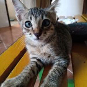 Intan Safitri profile icon