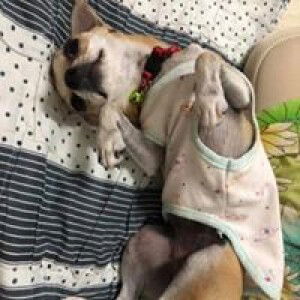 สายไหม โรตี profile icon