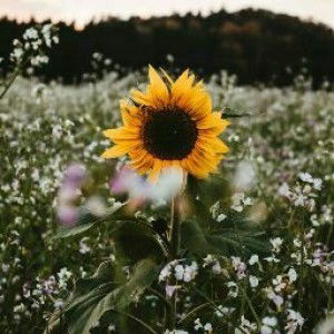 Widia Pitriani profile icon