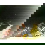 Edi Pocci profile icon