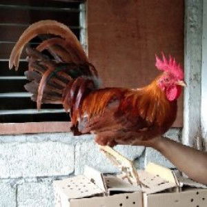 Rika Banqs profile icon