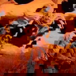 Ferawati Pide profile icon