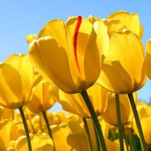 Rajiatun Mahpuziah profile icon