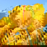 Rajiatun Mahpuziah profile icon