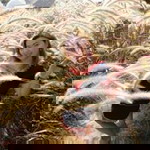 Rawiwan Ariza Wannasakuncharoen profile icon