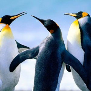 Halimah Abdulsalam profile icon