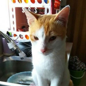 ainul naqilah hassan profile icon