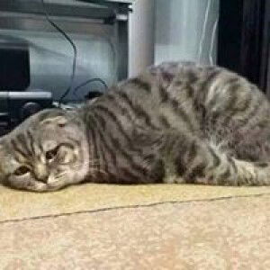 Arif Eka profile icon