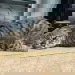 Arif Eka profile icon