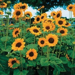 asha karlin profile icon