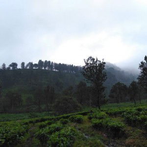 Nissa Basyadi profile icon