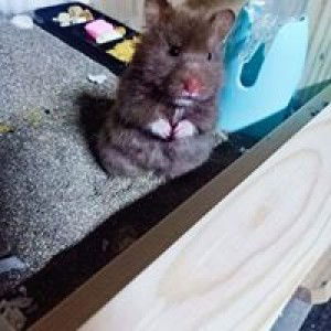 ซีเค เคจ แฮมสเตอร์ profile icon