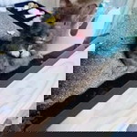 ซีเค เคจ แฮมสเตอร์ profile icon