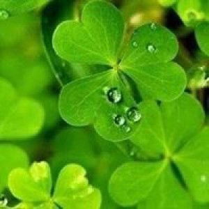 Phương Chi profile icon