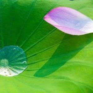 Katoon Toonza profile icon