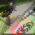 Ayyan Mish profile icon