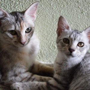 Siti intan Nurhani profile icon