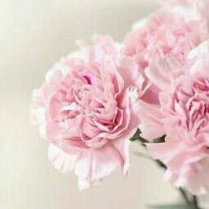 Siti Khoirul Qotimah profile icon