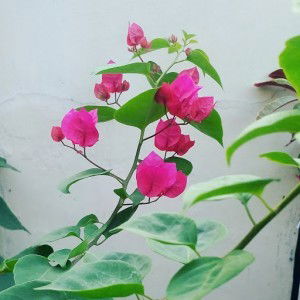 mrs.tami profile icon